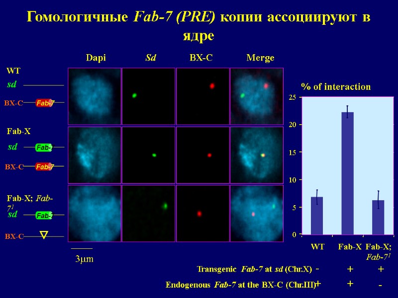 0 5 10 15 20 25 + + - Endogenous Fab-7 at the BX-C